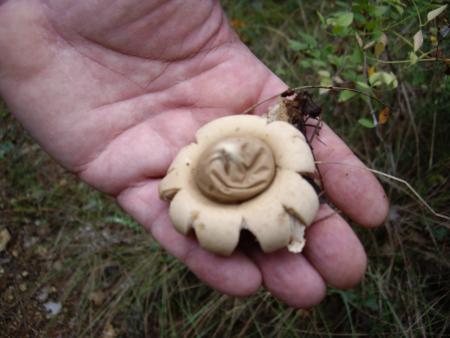 Animagus ou vegetagus?