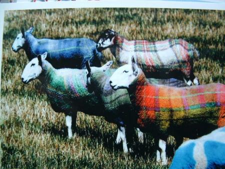 Very scottish an't they?